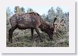 Elk on Blacktail Deer Plateau