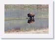 Slough Creek Bison