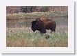 Slough Creek Bison