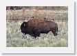 Slough Creek Bison with Black-billed Magpies