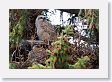 Great Horned Owl chicks near the Park Headquarters at Mammoth Hot Springs