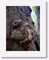 Ancient redwoods at Muir Woods National Monument.