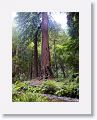 Ancient redwoods at Muir Woods National Monument.