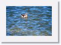 Wilson?s Phalarope.