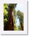 Mariposa Grove is the largest grove of Giant Sequoias in Yosemite.