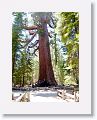 The Grizzly Giant is the oldest tree in the grove and the 2nd largest. The fence in this photo is about waist high.